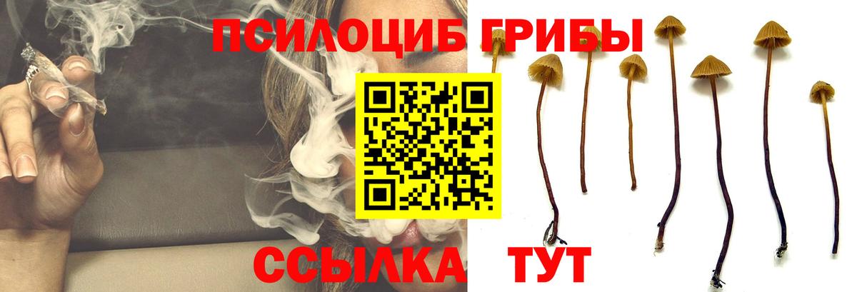 Галлюциногенные грибы Psilocybe Горно-Алтайск